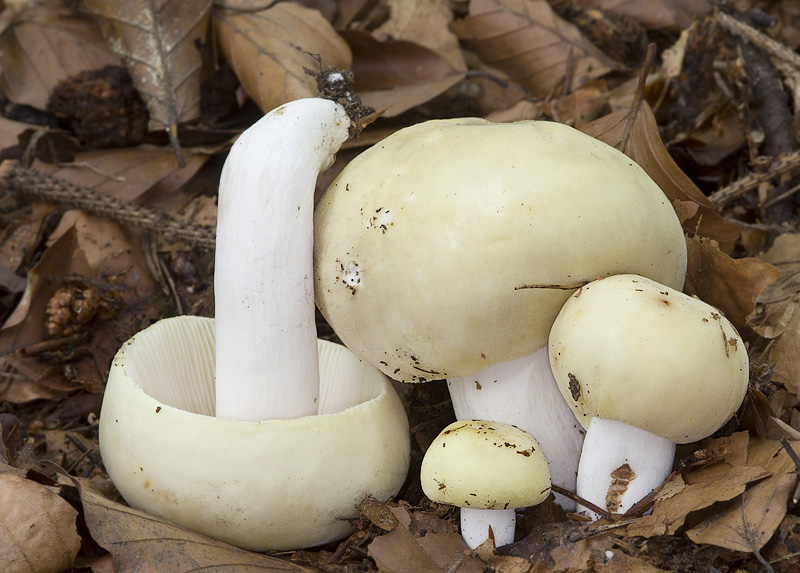 Russula violeipes